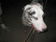 My Gallery: Image